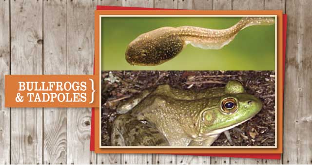 Bull Frog and Tadpoles